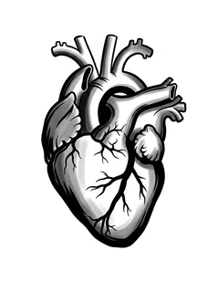 Black and grey illustrative heart tattoo design: an anatomical heart