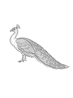 Black and grey illustrative peacock tattoo design
