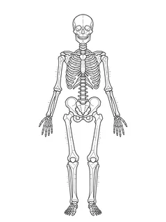 Black and white illustrative skeleton tattoo design