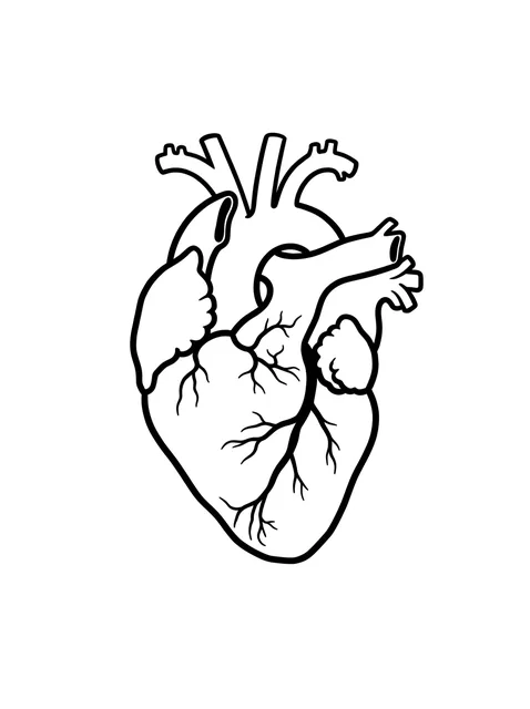Black and white linework heart tattoo design, outline stencil: an anatomical heart
