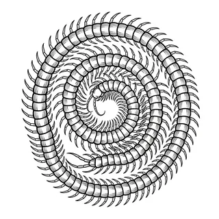 Black and grey ornamental tattoo design, drawn flat for a back tattoo
