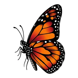Color neo traditional butterfly tattoo design, drawn flat for a tattoo behind the ear