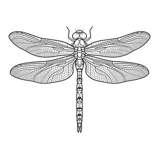 Black and white fine line dragonfly tattoo design, outline stencil for a calf tattoo