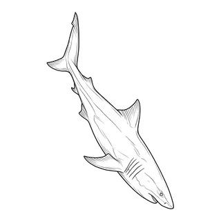 Black and white fine line shark tattoo design, outline stencil for a forearm tattoo