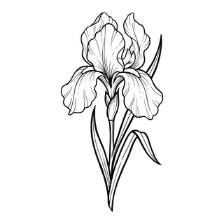 Black and white linework iris tattoo design, outline stencil for a spine tattoo