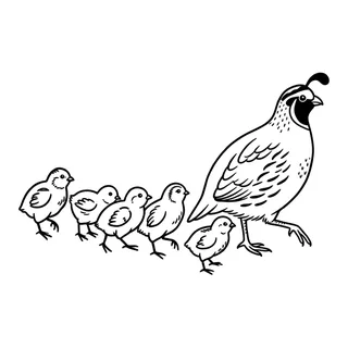 Black and white fine line tattoo design, outline stencil for a stomach tattoo