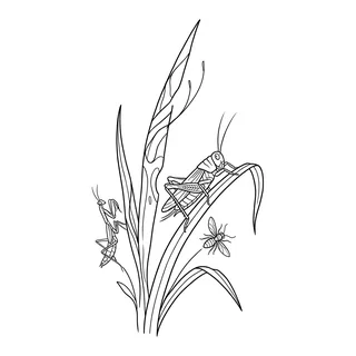 Black and white linework tattoo design, outline stencil for a stomach tattoo